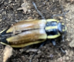 Epistomentis pictus