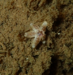 Asterias amurensis