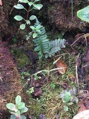 Polypodium pellucidum pellucidum