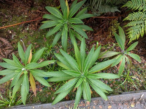 O'ahu lobelia (Lobelia oahuensis)