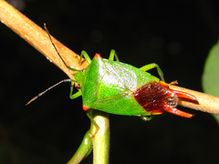 Acanthosoma labiduroides
