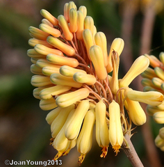 Aloe camperi