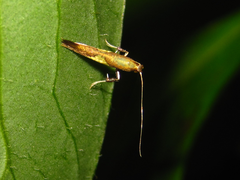 Caloptilia aceris