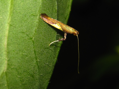 Caloptilia aceris