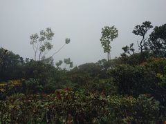 Cheirodendron platyphyllum