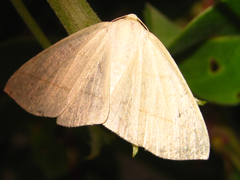 Parabapta clarissa