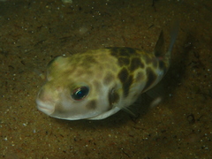 Contusus brevicaudus