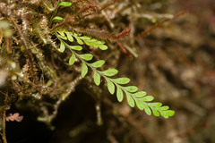 Adenophorus tamariscinus