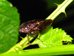 Sinophora submacula