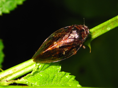 Sinophora submacula