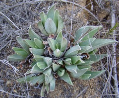 Acrodon bellidiflorus