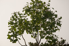 Cheirodendron platyphyllum