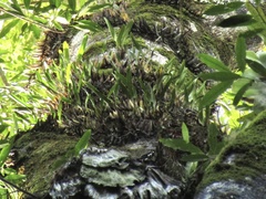 Dendrobium monophyllum