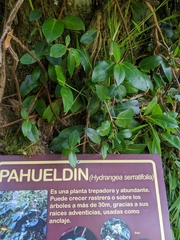 Hydrangea serratifolia