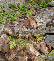 Plestiodon tetragrammus