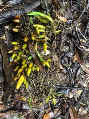 Dendrobium monophyllum