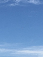 Ictinia mississippiensis