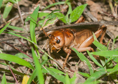 Tarbinskiellus portentosus