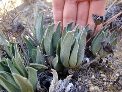 Acrodon bellidiflorus