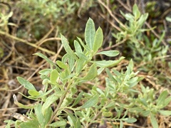 Atriplex pentandra