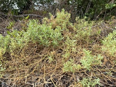 Atriplex pentandra