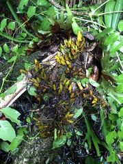 Dendrobium monophyllum