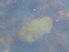 Pectinatella magnifica