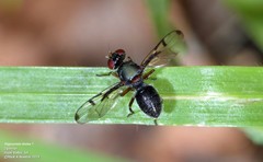 Pogonortalis doclea