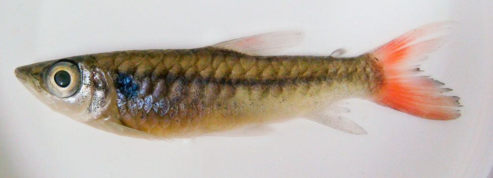 Guapore Chalceus