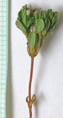 Frankenia pulverulenta