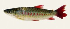 Scarlettail Chalceus photo 1