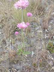 Gomphrena pulchella