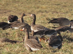 Anser caerulescens × Anser albifrons