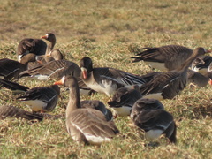 Anser caerulescens × Anser albifrons