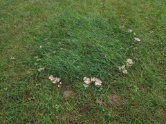 Clitocella popinalis