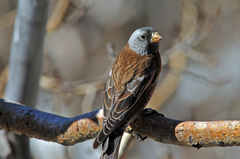 Leucosticte tephrocotis littoralis