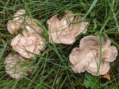 Clitocella popinalis