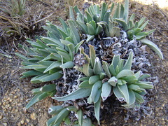 Acrodon bellidiflorus