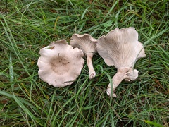 Clitocella popinalis