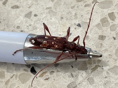 Coptocercus biguttatus