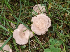 Clitocella popinalis