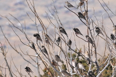 Leucosticte