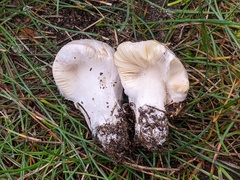 Hypomyces ochraceus