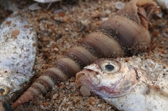 Turritellinella tricarinata