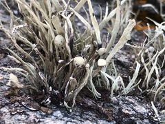 Ramalina cuspidata
