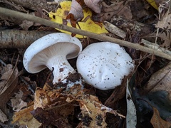 Leucopaxillus laterarius