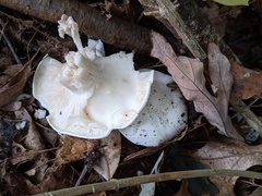 Leucopaxillus laterarius