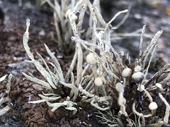 Ramalina cuspidata