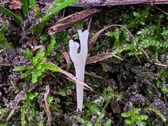 Ramariopsis subtilis