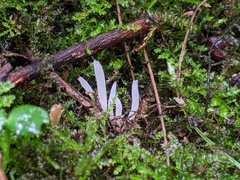 Clavaria subfalcata